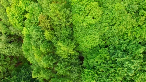 Aerial view above treetops. Stock Footage 89700158