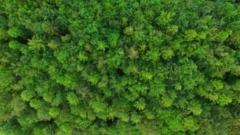 Aerial view above treetops. Stock Footage 89703108