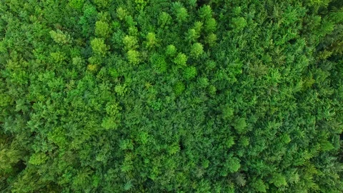 Aerial view above treetops. Stock Footage 89703192