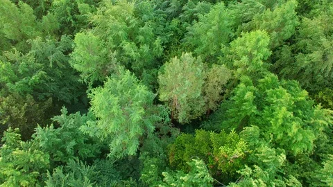 Aerial view above treetops. Stock Footage 89703258