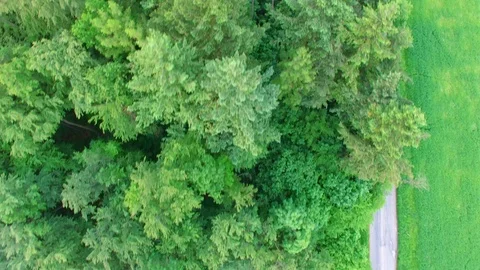 Aerial view above treetops. Stock Footage 89703271