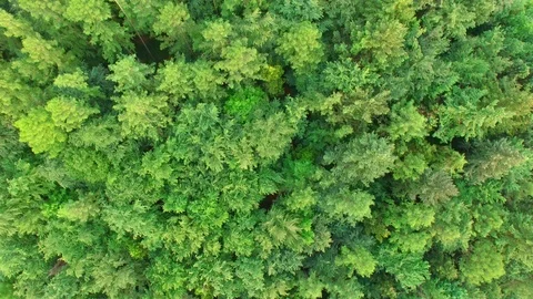 Aerial view above treetops. Stock Footage 89710443