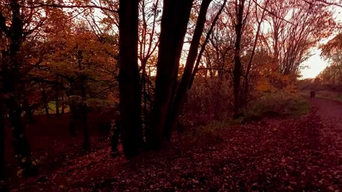 Aerial View from Above: Vibrant red leaves in Forest Stock Footage 293462014