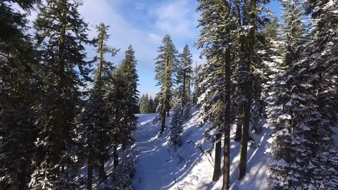 Aerial View Above A Winter Forest Video stock 70259433