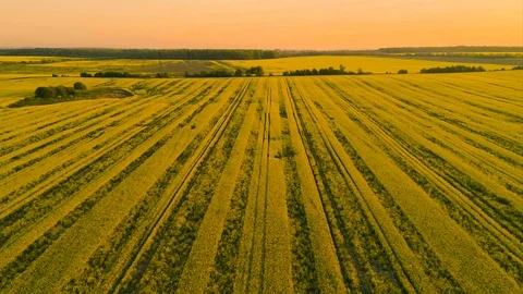 Aerial view above yellow rapeseed fields Stock Footage 89946976