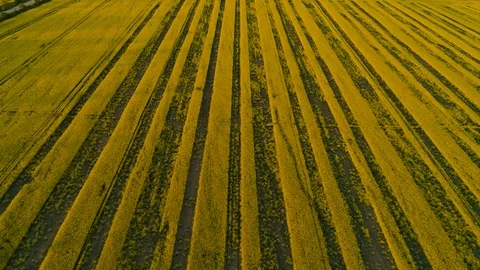 Aerial view above yellow rapeseed fields Stock Footage 89952154