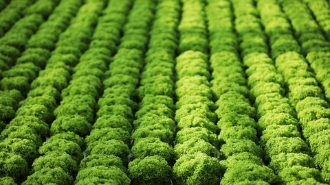 Aerial view of accurate rows of organic fresh vegetables growing in the Stock Footage 99362205
