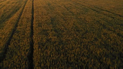 Aerial view of aeolian generators wind turbine farm in a wheat field Wind energy Stock-Footage 150591842