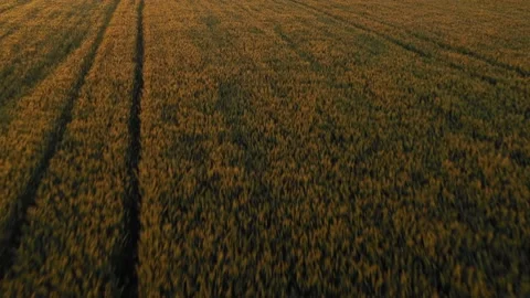 Aerial view of aeolian generators wind turbine farm in a wheat field Wind energy Stock-Footage 150624935