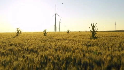 Aerial view of aeolian generators wind turbine farm in a wheat field Wind energy Stock Footage 150625783