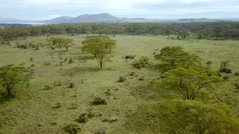 Aerial view of african savannah in Kenya Stock Footage