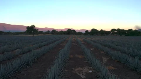 Aerial View of Agave Fields Stock Footage 248090678