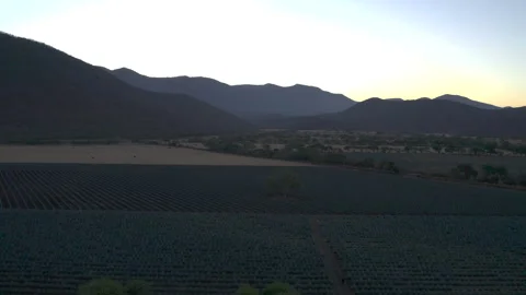 Aerial View of Agave Fields Stock Footage 248090829