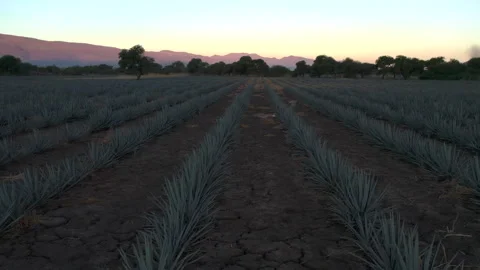 Aerial View of Agave Fields Stock Footage 248091218