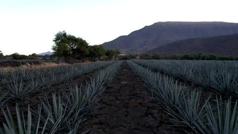 Aerial View of Agave Fields Stock Footage 248092152