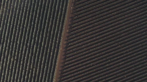 Aerial View of Agave Fields Stock Footage 248094618