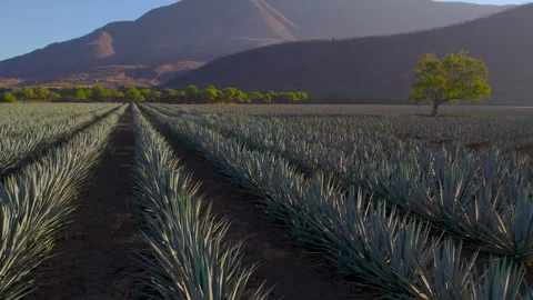 Aerial View of Agave Fields Stock Footage 248094771