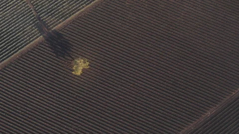 Aerial View of Agave Fields Stock Footage 248095225