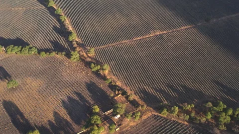 Aerial View of Agave Fields Stock Footage 248095305