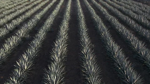 Aerial View of Agave Fields Stock Footage 248095551