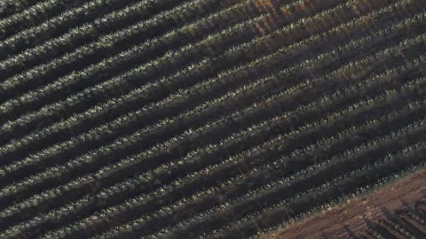 Aerial View of Agave Fields Stock Footage 248095769