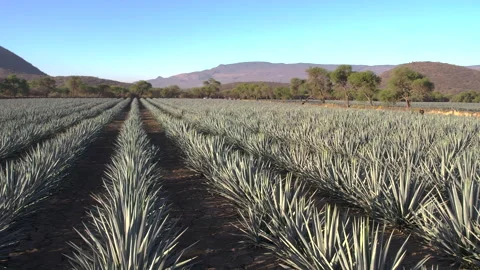Aerial View of Agave Fields Stock Footage 248096433