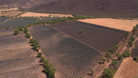 Aerial View of Agave Fields Stock Footage 248096943