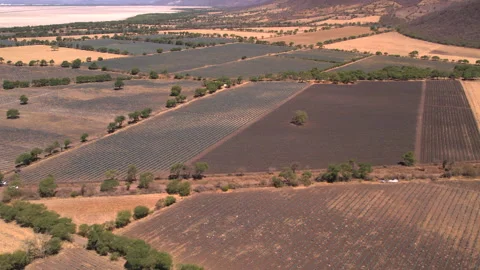 Aerial View of Agave Fields Stock Footage 248097081