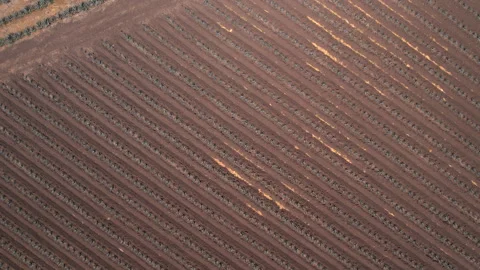 Aerial View of Agave Fields Stock Footage 248165969