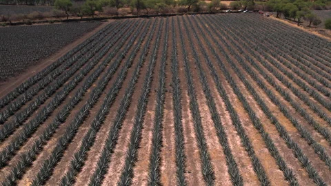 Aerial View of Agave Fields Stock Footage 248166045