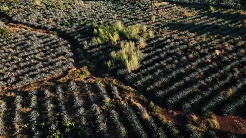 Aerial view of agave fields in Jalisco, Mexico. Video stock 320529505