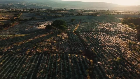 Aerial view of agave fields in Jalisco, Mexico. Video stock 320529532