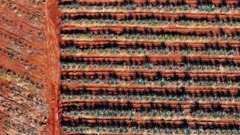 Aerial view of agave fields, Mexico. Video stock 316140675