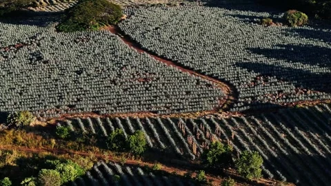 Aerial view of agave fields, Mexico. Video stock 316140695