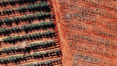 Aerial view of Agave fields, Mexico. Video stock 318236736