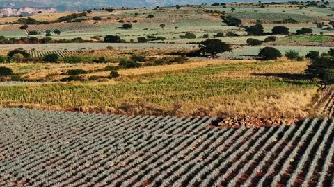 Aerial view of agave fields, Mexico. Video stock 318236749
