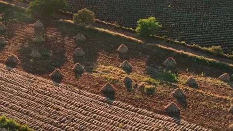 Aerial view of agave fields, Mexico. Video stock 324717846