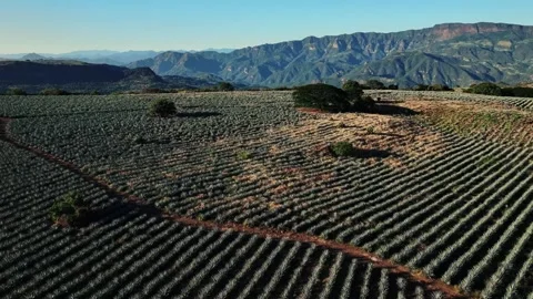 Aerial view of agave fields with mountains, Mexico. Video stock 316140656
