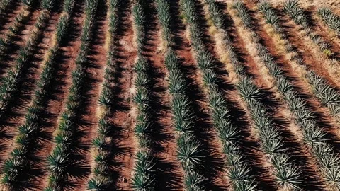 Aerial view of agave fields in rows, Mexico. Video stock 318236621