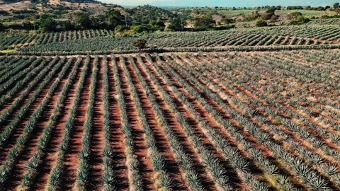 Aerial view of agave fields with rows, Mexico. Video stock 320529520
