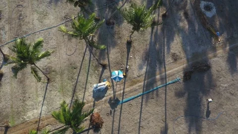Aerial view of agricultural fields and palm trees, Maldives. Stock Footage 284856460