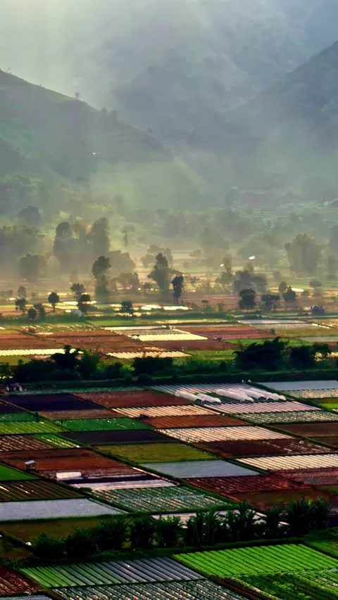 Aerial view of agricultural fields in Bali, Indonesia. Stock Footage 340660804