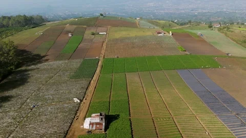 Aerial view of agricultural fields in Batu, Indonesia. Stock Footage 340003436