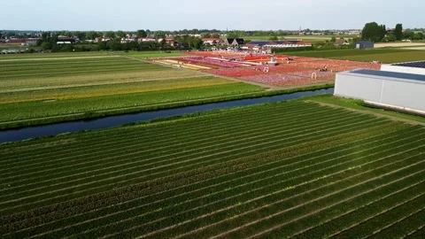 Aerial view of agricultural fields divided by a canal, with vibrant flower rows Vídeo Stock 317085423