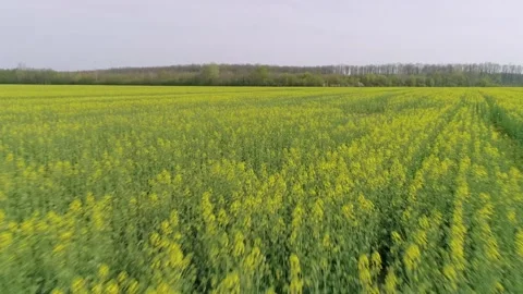 Aerial view of agricultural fields during summer time. Stock Footage 149005322