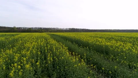 Aerial view of agricultural fields during summer time. Stock Footage 149005477