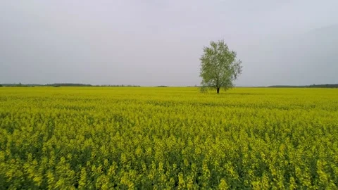 Aerial view of agricultural fields during summer time. Stock Footage 149005584