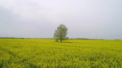 Aerial view of agricultural fields during summer time. Stock Footage 149005853