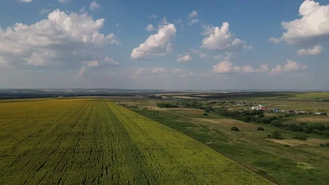 Aerial view of agricultural fields flowering oilseed Stock Footage 166294772