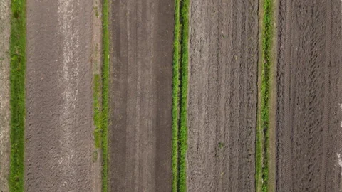 Aerial View of Agricultural Fields with Parallel Rows of Plowed and Unplowed Soi Stock Footage 304290742
